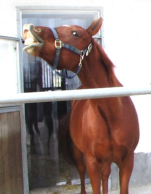 PVC Streifenvorhang für Pferdeställe